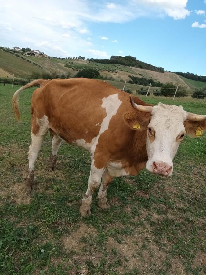Casa Di Campagna Villa De Luca Bellante エクステリア 写真