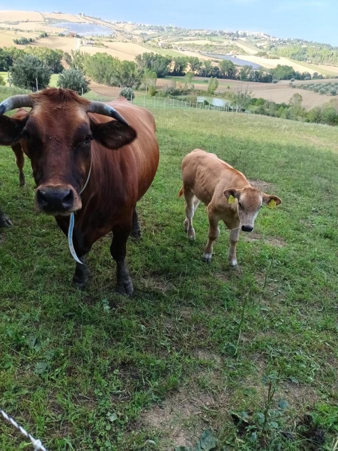 Casa Di Campagna Villa De Luca Bellante エクステリア 写真