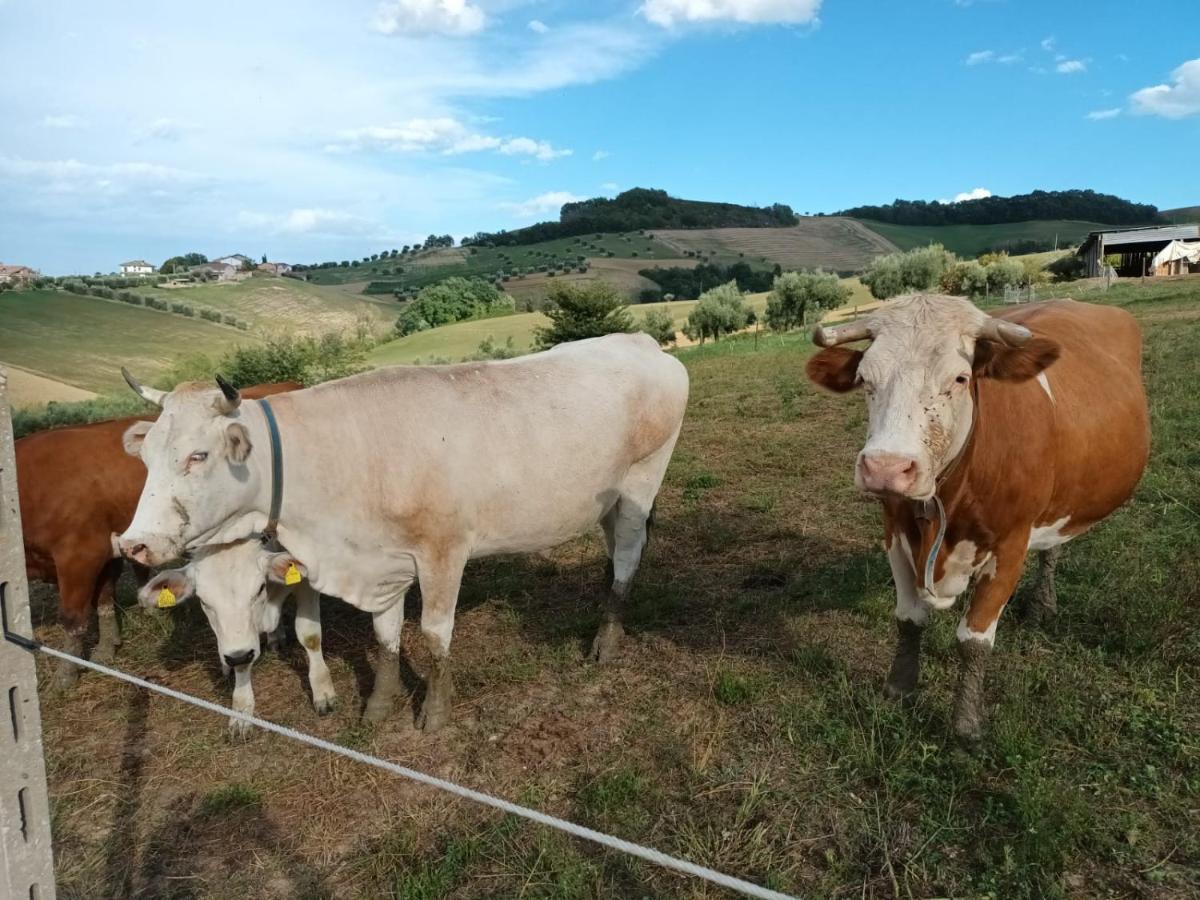 Casa Di Campagna Villa De Luca Bellante エクステリア 写真