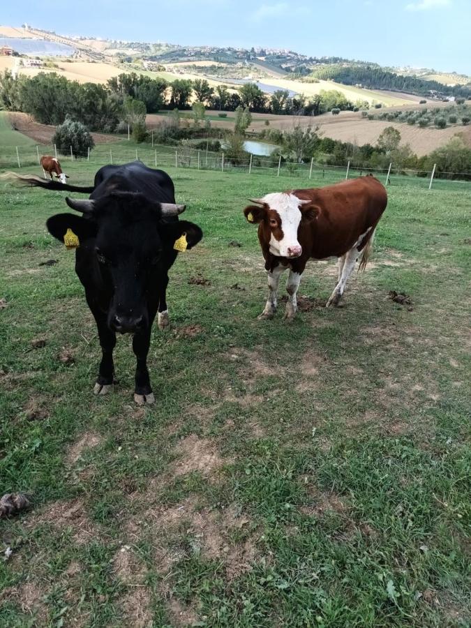 Casa Di Campagna Villa De Luca Bellante エクステリア 写真